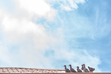 birds on a red rooftop with a blue sky