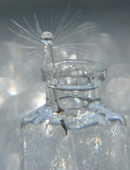Dandelion seed with drop of water in glass bottle on white-silver bokeh background. An artistic picture of dandelion flower.