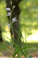 Wei&szlig;bl&uuml;hendes Rotes Waldv&ouml;glein (Cephalanthera rubra f. alba )