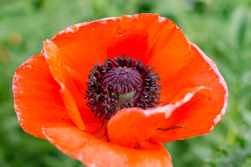 Poppy flower. Close up of red poppy flowers in a field. Bud of flowering poppy
