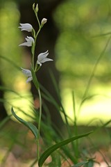 Weißblühendes Rotes Waldvöglein (Cephalanthera rubra f. alba )