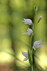 Weißblühendes Rotes Waldvöglein (Cephalanthera rubra f. alba )
