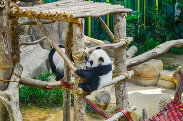 Little panda