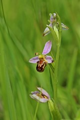 Bienen-Ragwurz (Ophrys apifera)