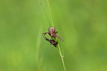 Braune Krabbenspinne mit erbeuteter Ameisenkönigin