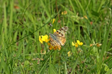 Abgeflogener Distelfalter (Vanessa cardui) an Hufeisenklee (Hippocrepis comosa)