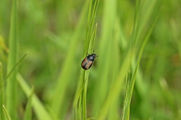 Geränderter Seidenkäfer (Omaloplia ruricola)