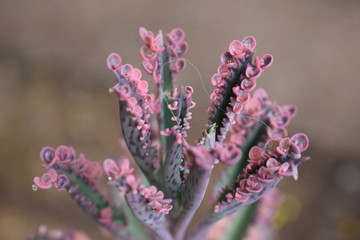Bello kalanchoe