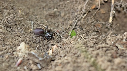 Gemeine Tapezierspinne (Atypus affinis)