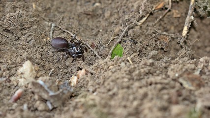 Gemeine Tapezierspinne (Atypus affinis)