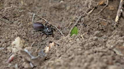 Gemeine Tapezierspinne (Atypus affinis)