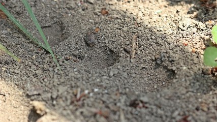 Fangtrichter des Ameisenlöwen