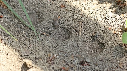 Fangtrichter des Ameisenlöwen
