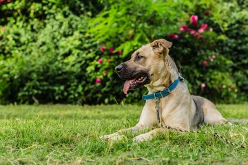 Portrait of happy young beige and black dog with mouth open showing teeth, tongue sticking out, laying on green grass. Summer day in a park. Bush with red roses in background.