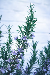 Rosemary twig with blossom against white background