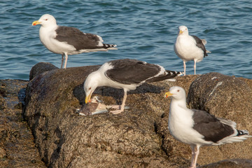 Three Seagulls Surrounding a Seagull Eating Fish