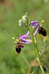 Schnepfen-Ragwurz (Ophrys scolopax)