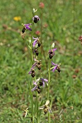 Schnepfen-Ragwurz (Ophrys scolopax)