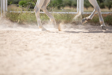 Unrecognizable male riding white horse on sandy ground of enclosure on sunny day on farm