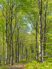 Fototapeta premium Beech wood in sunny springtime