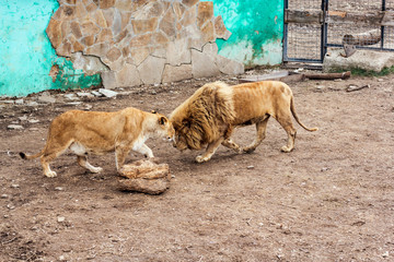 A pair of African lions.