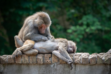 Baboons