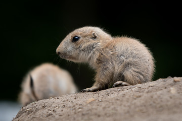 Baby Prairie Dog