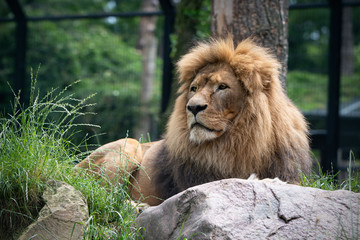 Lion