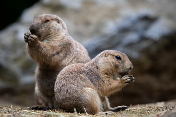 Eating Prairie Dogs