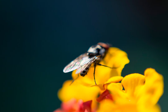 Fotograf&iacute;a macro: mosca posada en una flor
