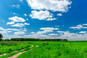 Obraz premium Beautiful summer landscape with green grass and blue sky with white clouds.