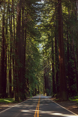 Highway 128 through a redwood grove in Northern California - 272874080