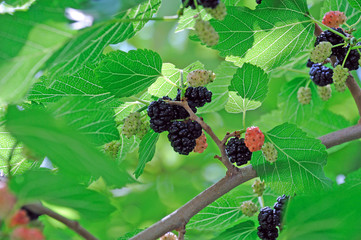 Ripe mulberry fruits on a tree against a background of green leaves