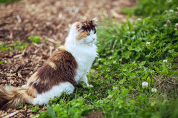 Naklejka na ściany i meble Fluffy calico cat outside on a farm