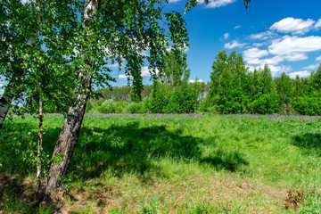 Beautiful birch grove in summer sunny day. Village landscape.