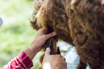 Female farmers use clippers to shear sheep wool in spring