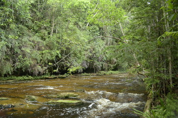 Fototapeta premium river in the forest