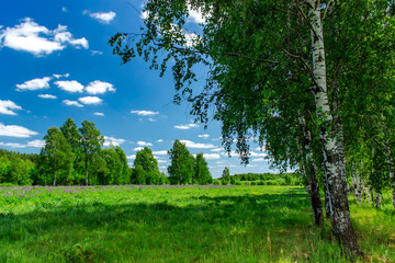 Obraz premium Beautiful birch grove in summer sunny day. Village landscape.