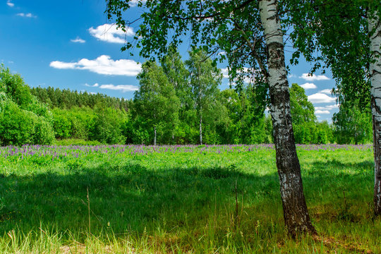 Beautiful birch grove in summer sunny day. Village landscape. © sergofan2015