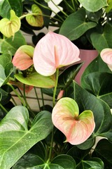 Beautiful Anthurium plants in the garden