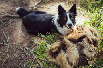 Border collie sheepdog happily sits on a pile of freshly sheared wool