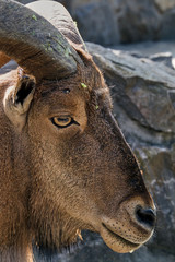 Fototapeta premium Photo of a head of a mountain goat standing and posing.