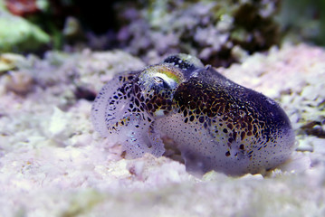 European common cuttlefish - (Sepia officinalis)
