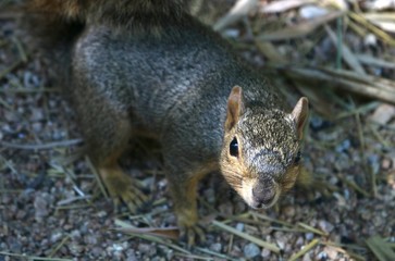 Closeup of a curious grey squirrel
