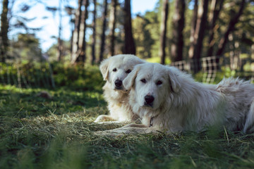 Great Pyrenees sheepdogs rest in a forest with their sheep flock