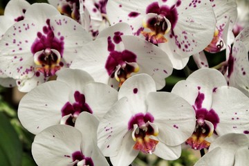 Phalenopsis Orchid plants in the garden in Spring
