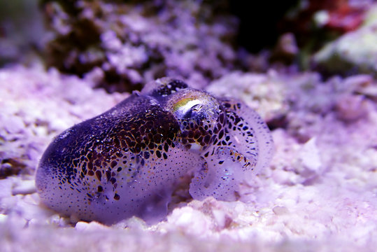 European Common Cuttlefish - (Sepia Officinalis)