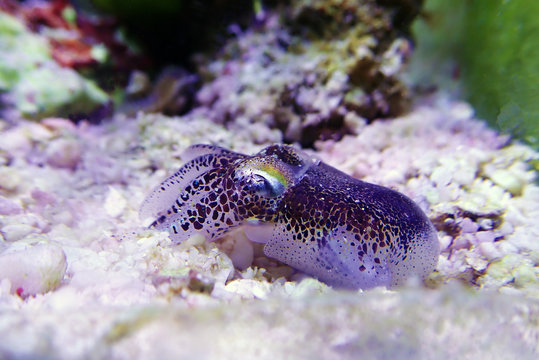 European common cuttlefish - (Sepia officinalis)