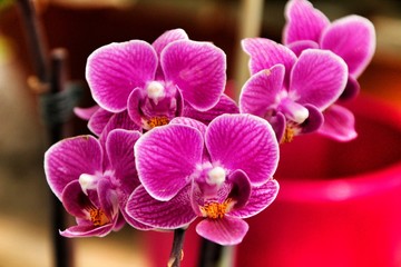 Fototapeta na wymiar Phalenopsis Orchid plants in the garden in Spring