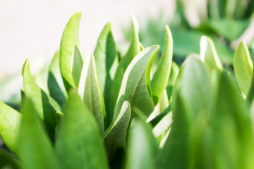 Green leaves macro photo. Natural close up photo.